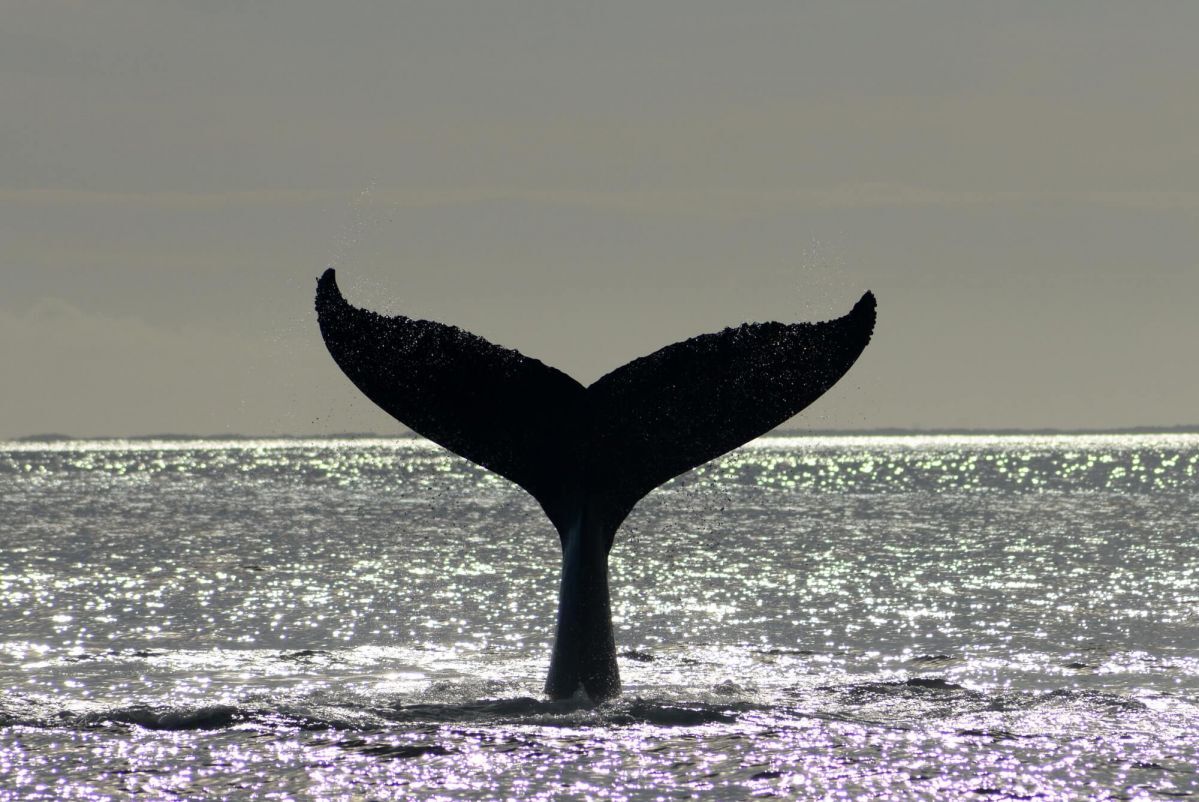 Pine Cay whale watching