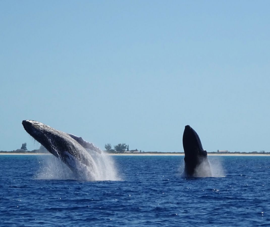 Pine Cay whale watching