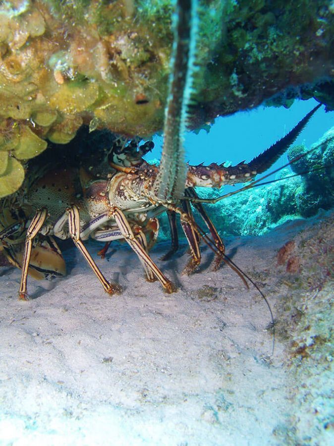 Pine Cay Diving