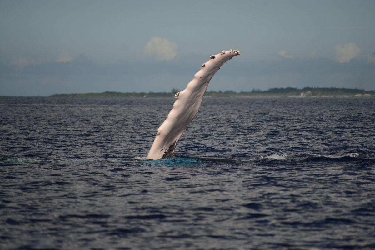 Pine Cay whale watching