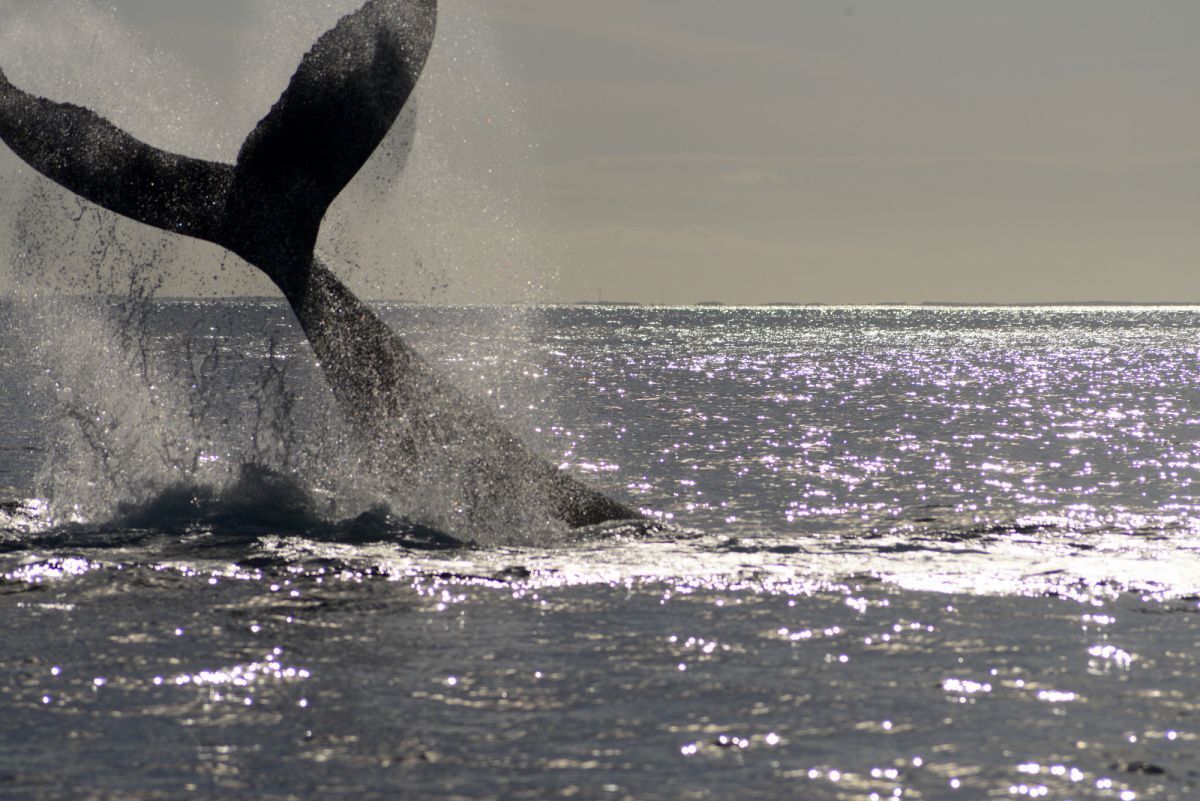 Pine Cay whale watching