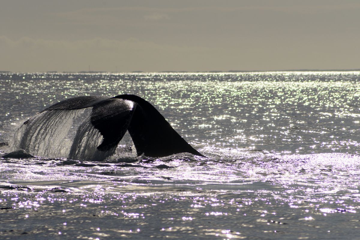 Pine Cay whale watching