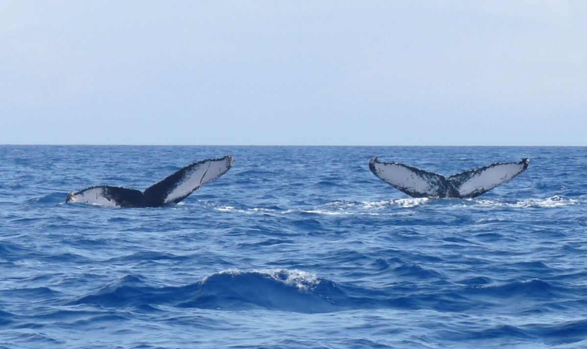 Pine Cay whale watching