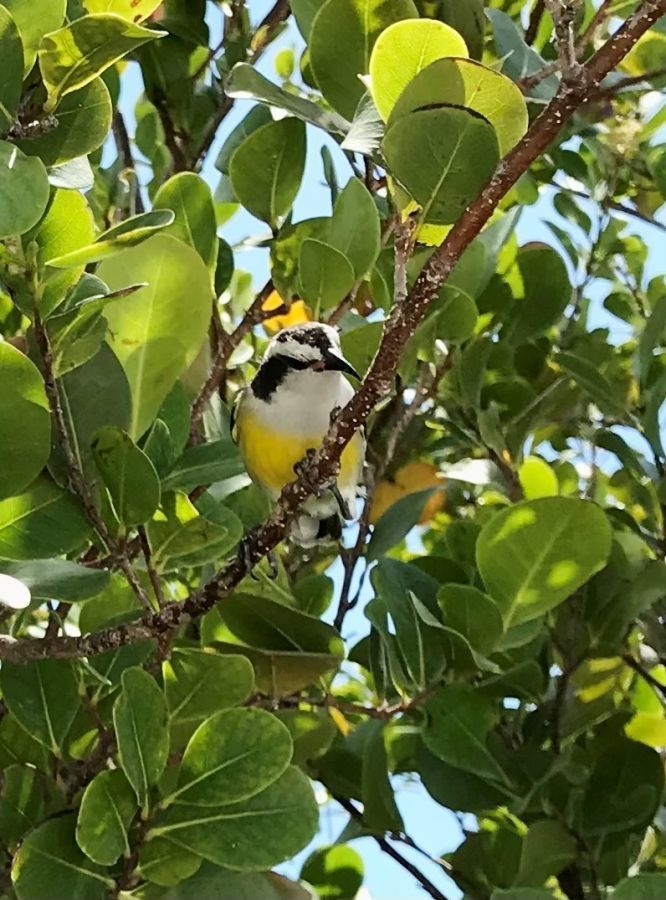 Pine Cay wildlife