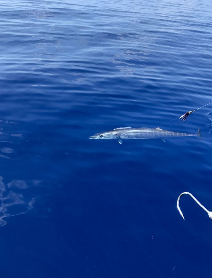 Pine Cay deep sea fishing