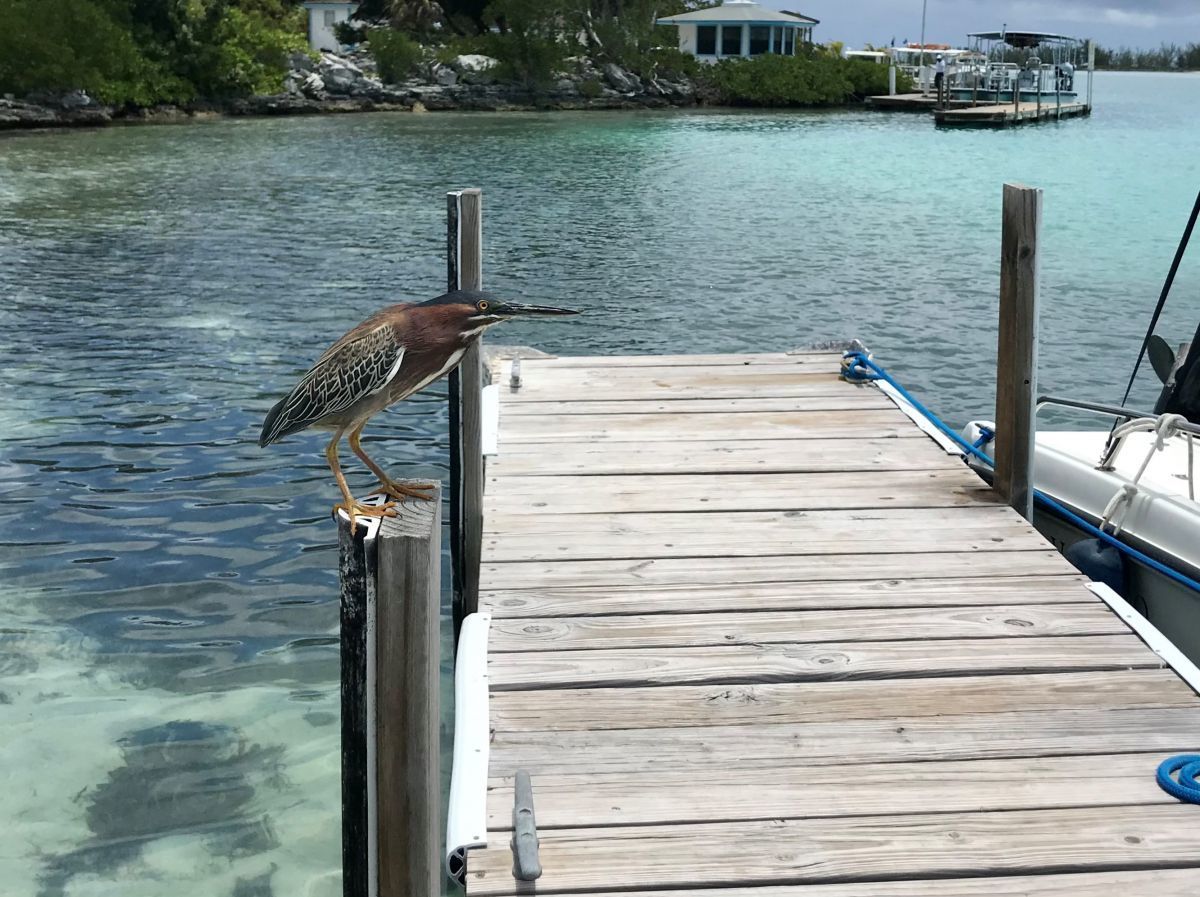 Pine Cay wildlife