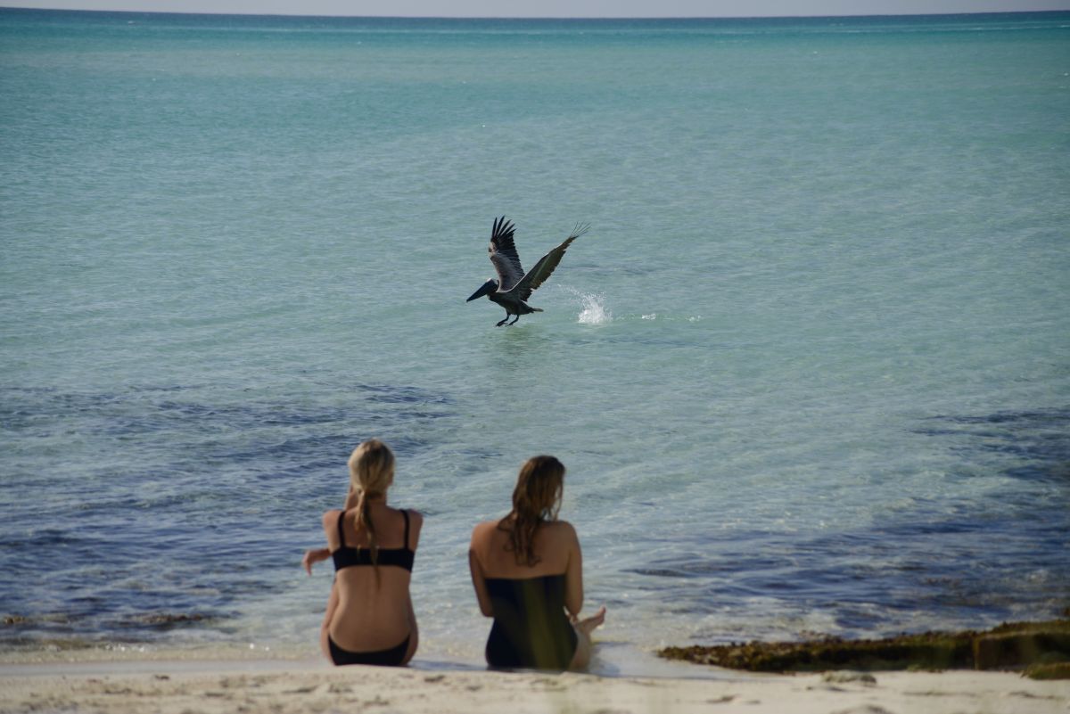 Pine Cay wildlife