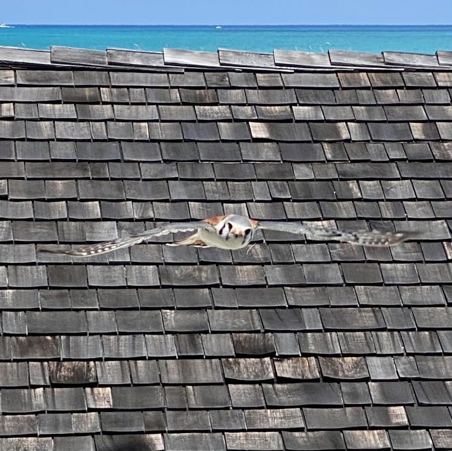 Pine Cay wildlife