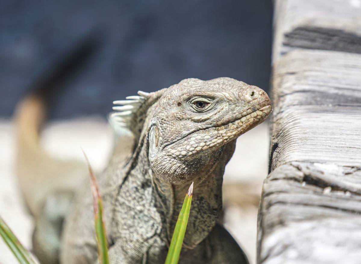 Pine Cay wildlife
