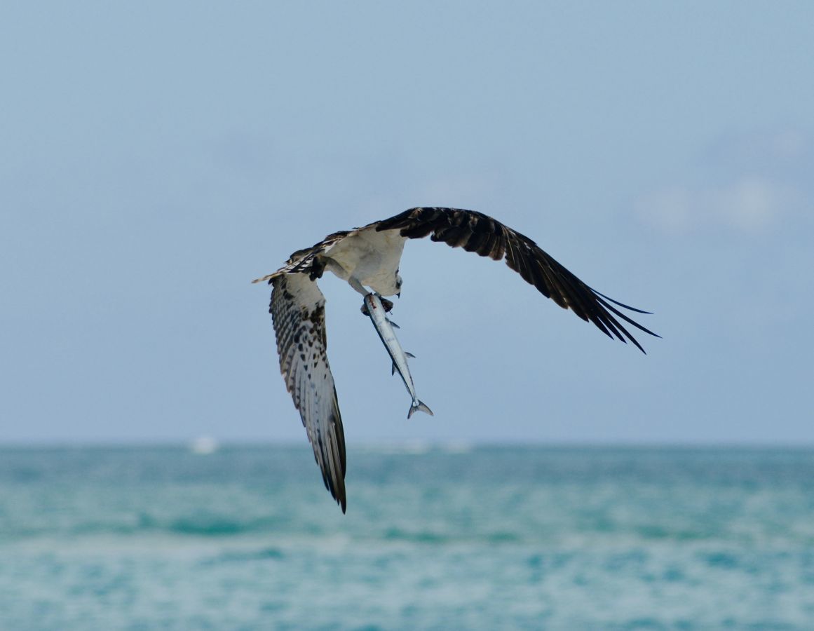 Pine Cay wildlife