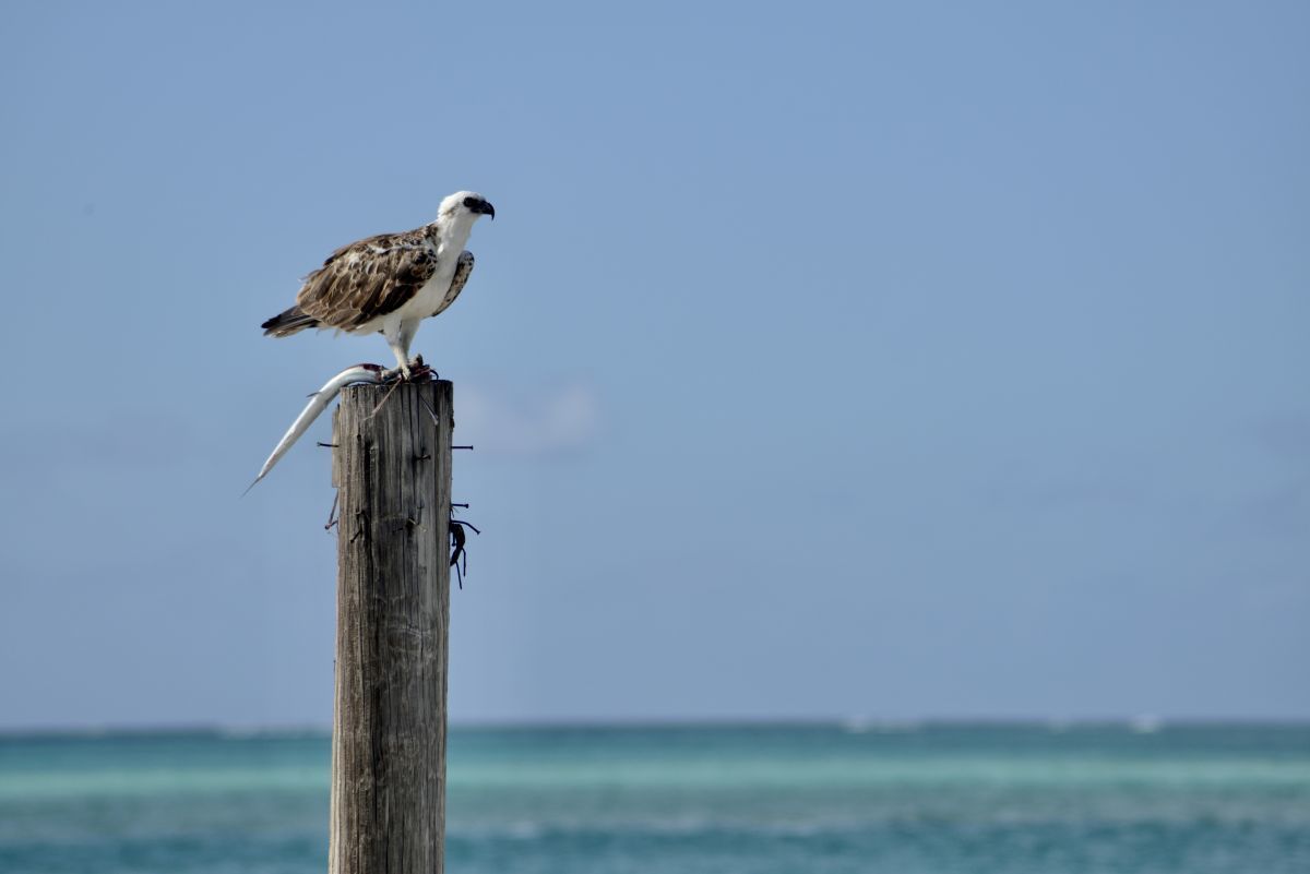 Pine Cay wildlife