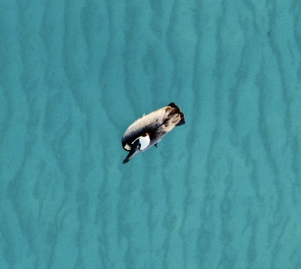 Pine Cay wildlife