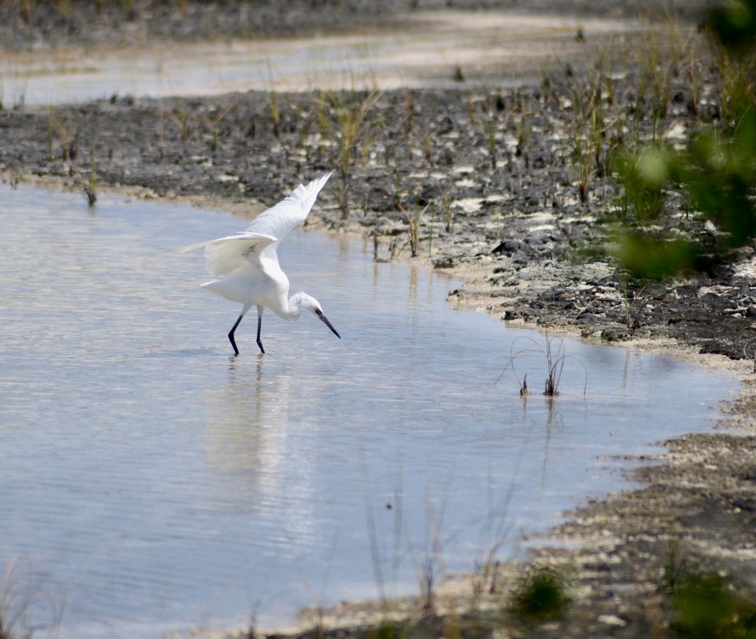 Pine Cay wildlife