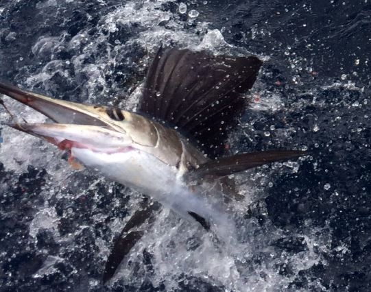 Pine Cay deep sea fishing