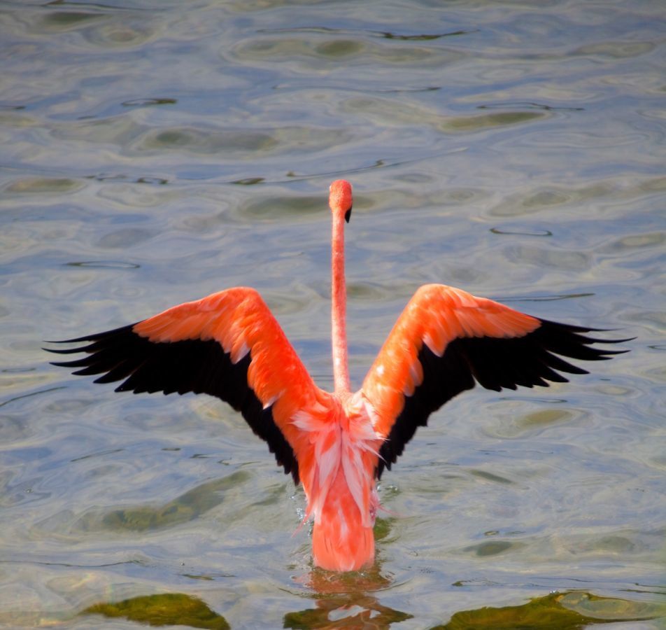 Pine Cay wildlife