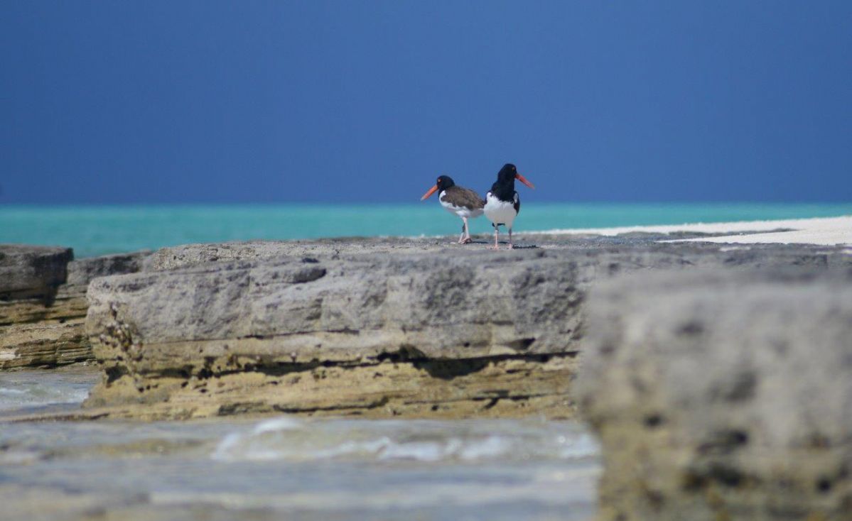 Pine Cay wildlife