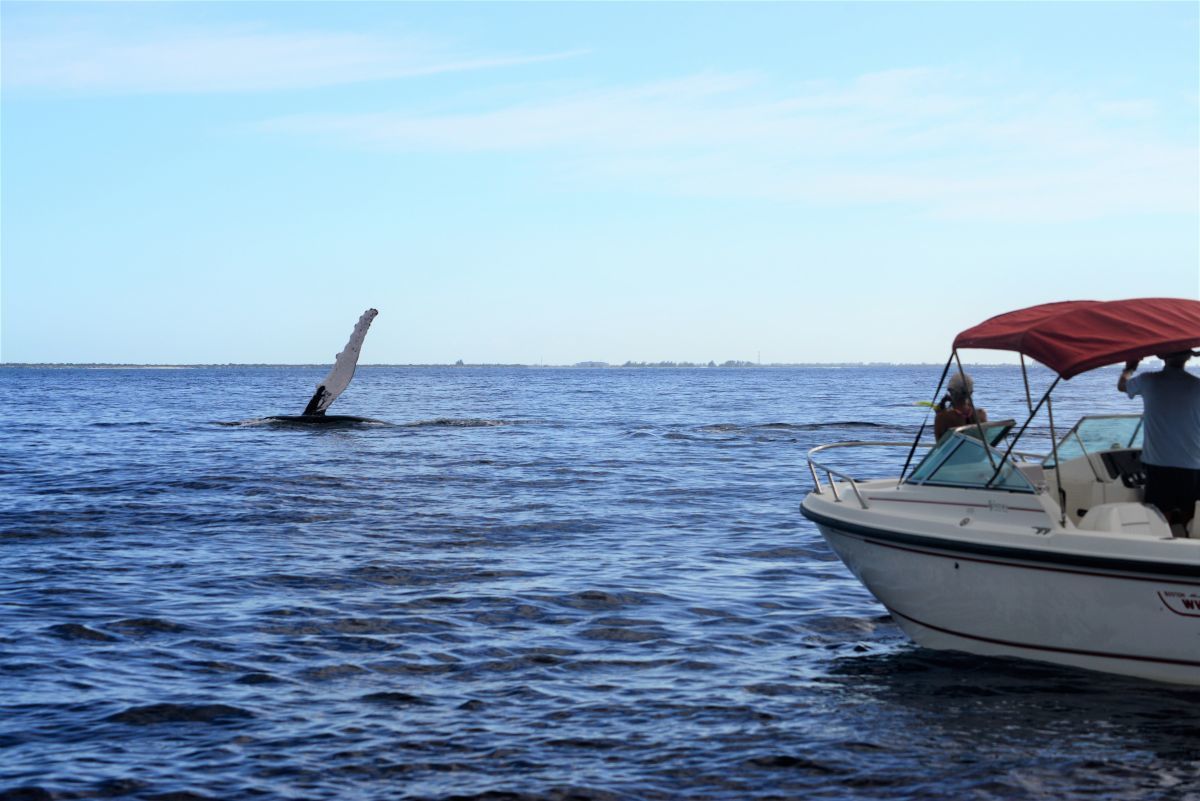 Pine Cay whale watching
