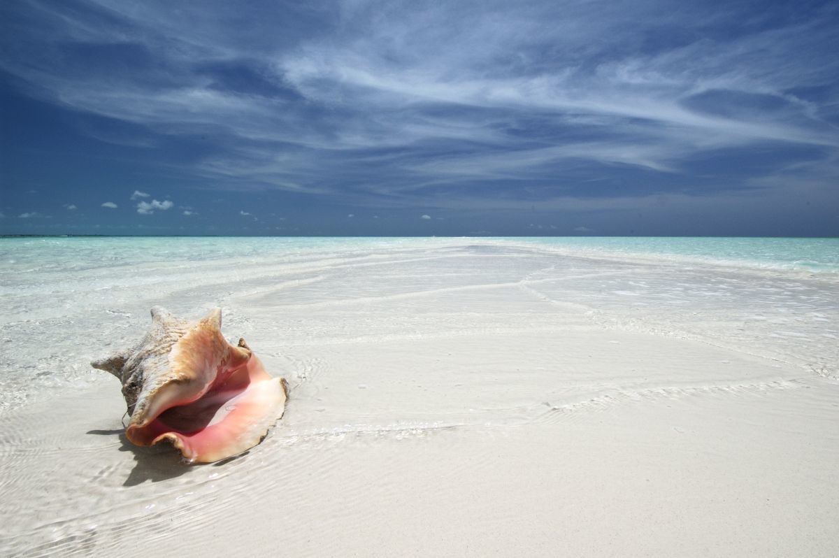 Pine Cay - Nature