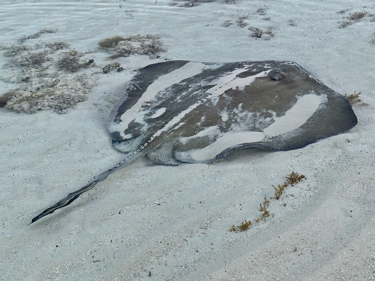 Pine Cay wildlife