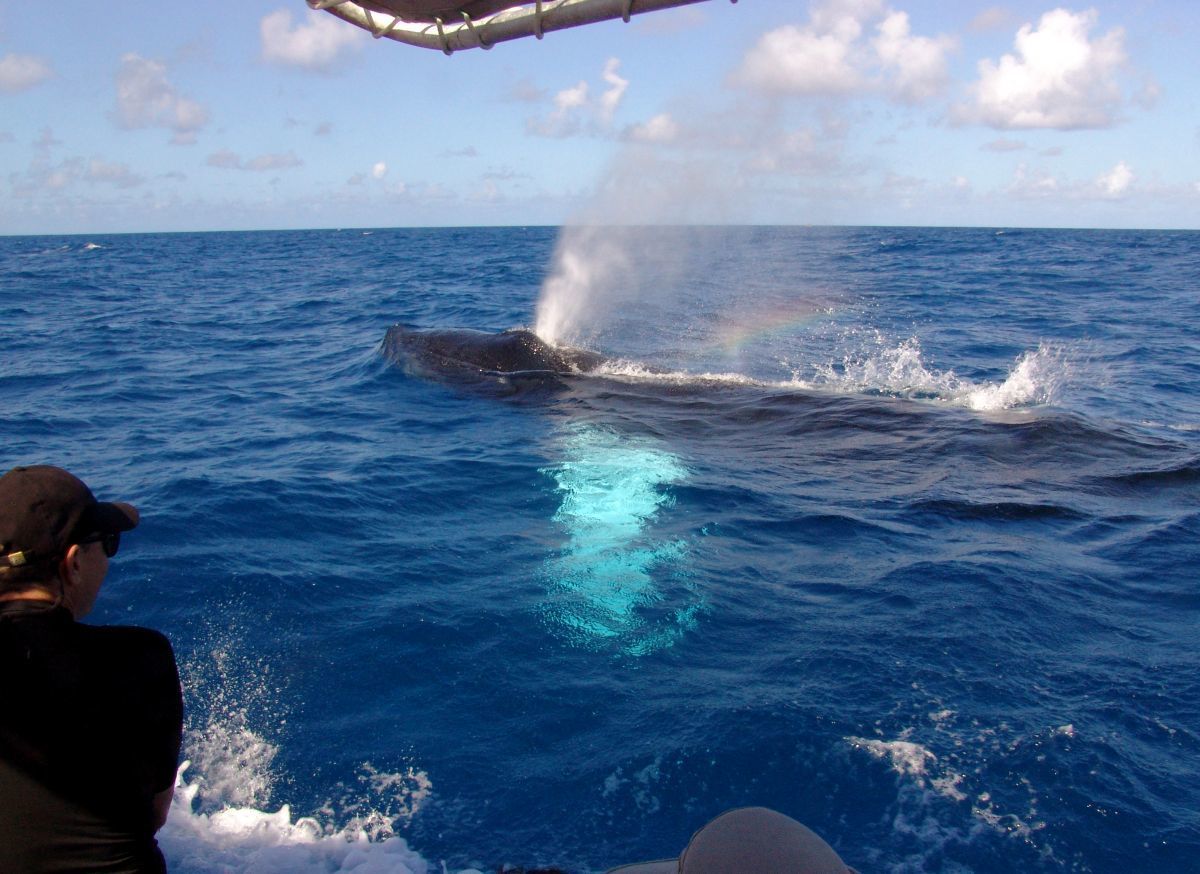 Pine Cay whale watching