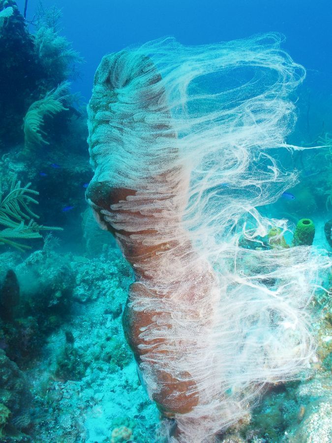 Pine Cay Diving