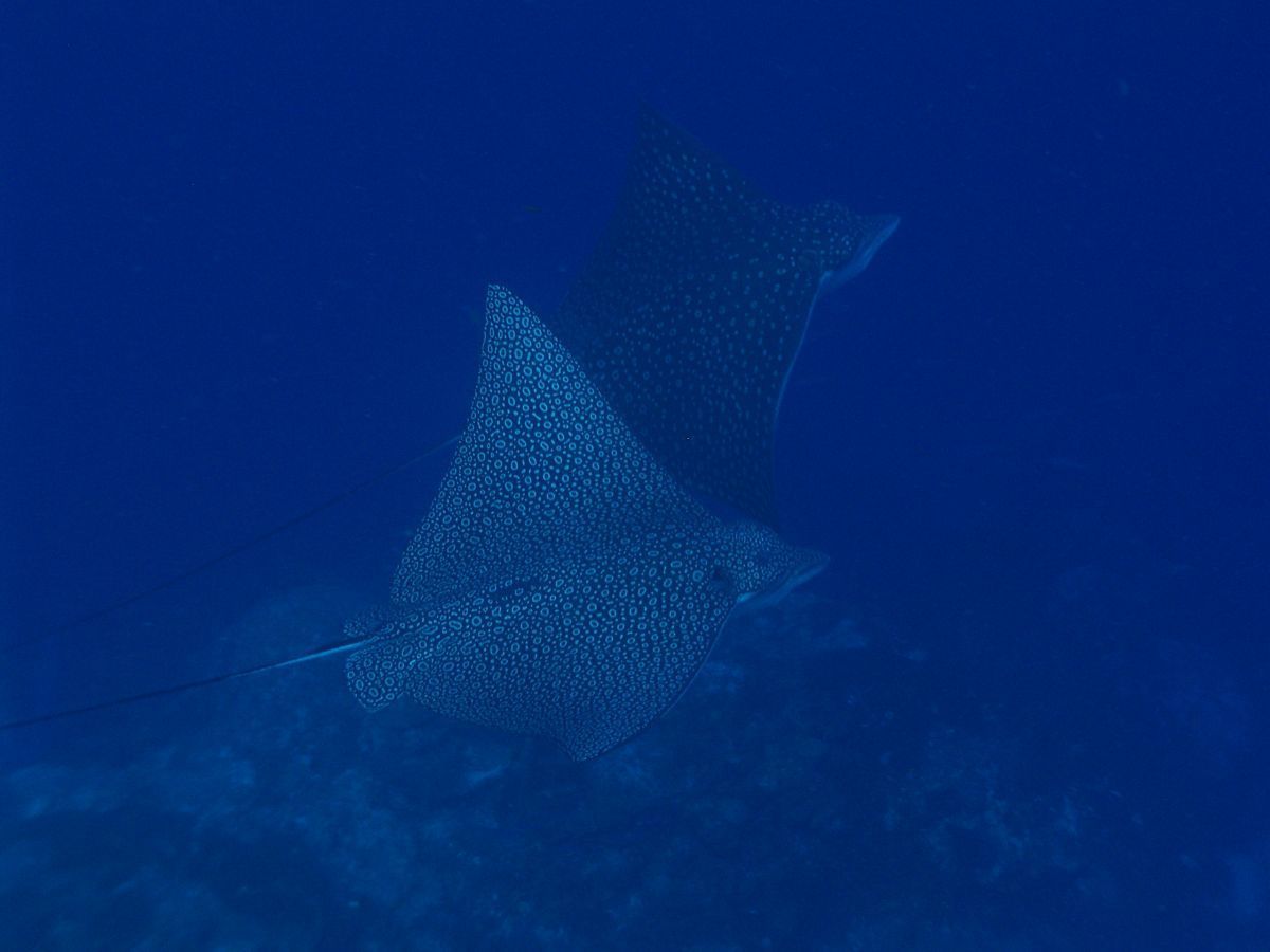 Pine Cay Diving
