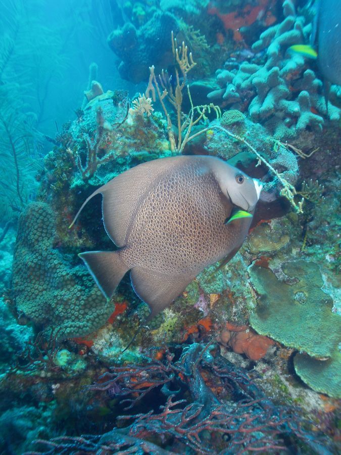 Pine Cay Diving