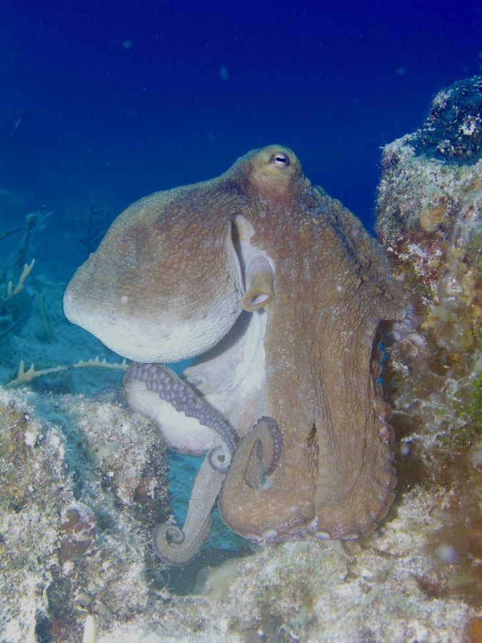 Pine Cay diving