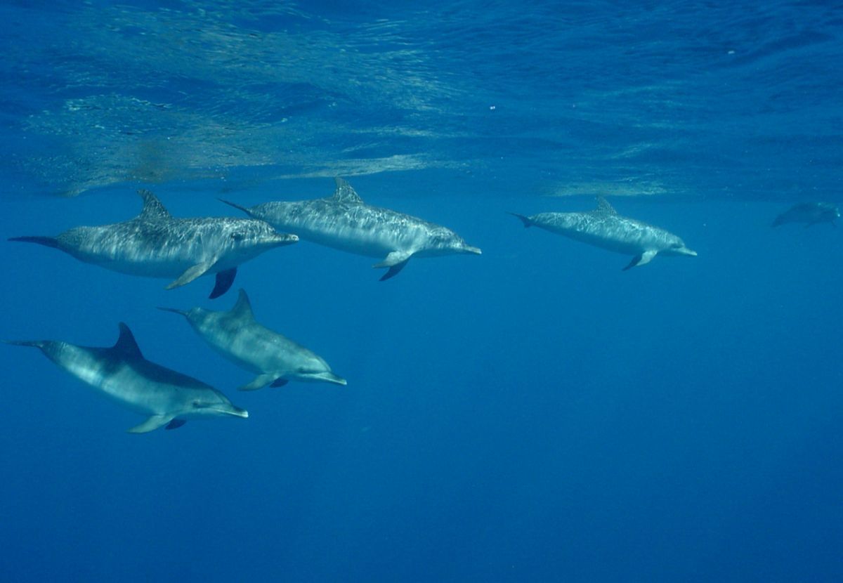 Pine Cay diving