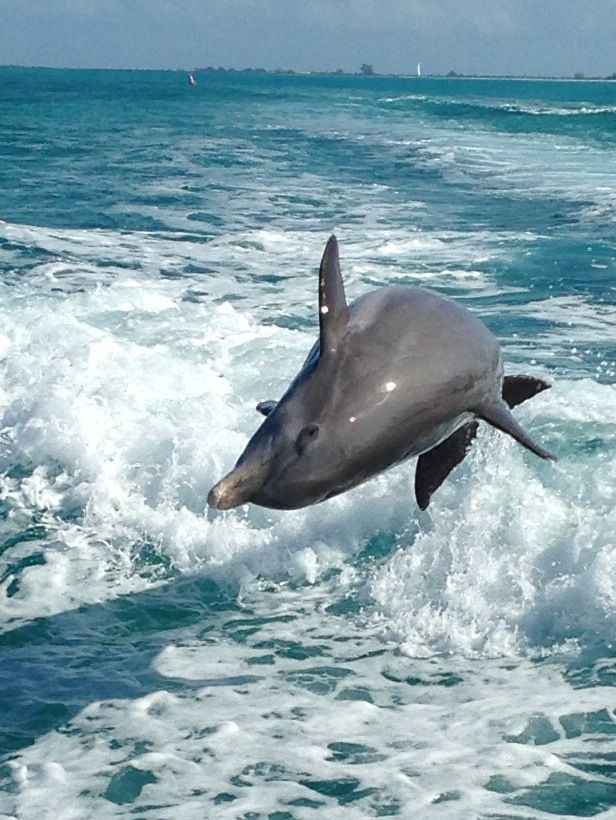 Pine Cay wildlife