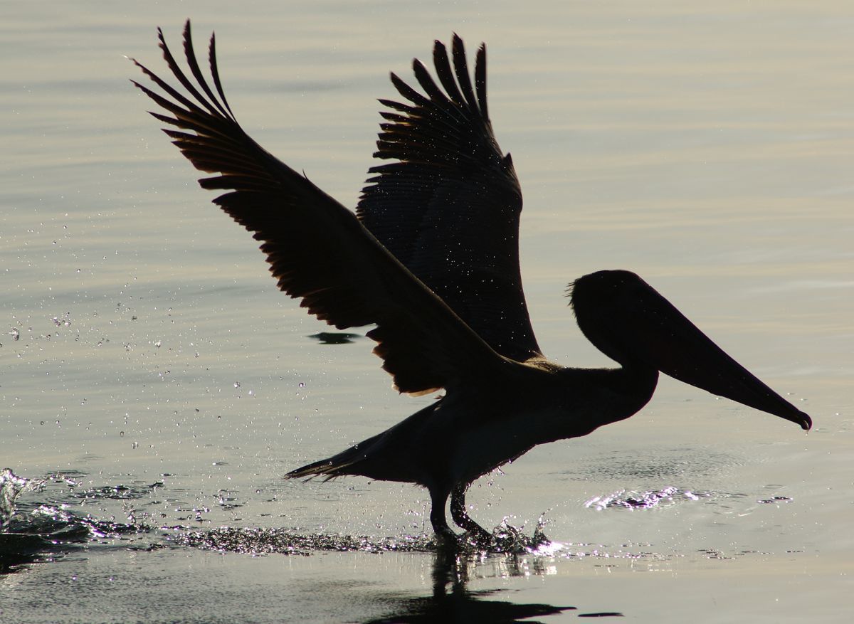 Pine Cay wildlife