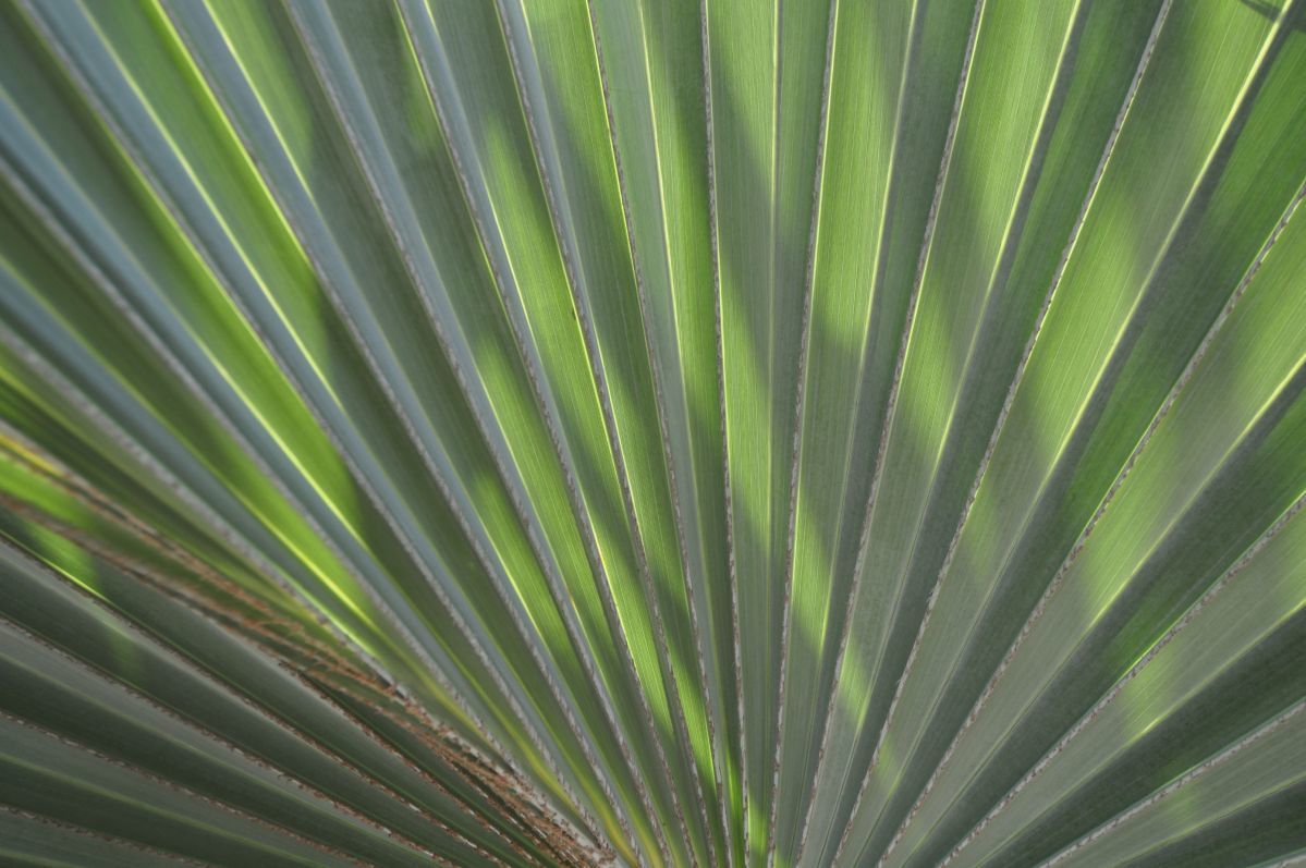 Pine Cay
