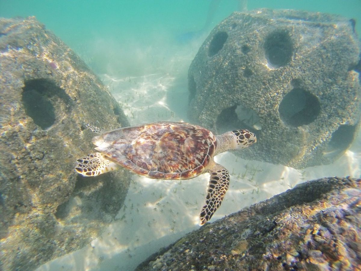 Pine Cay under water life